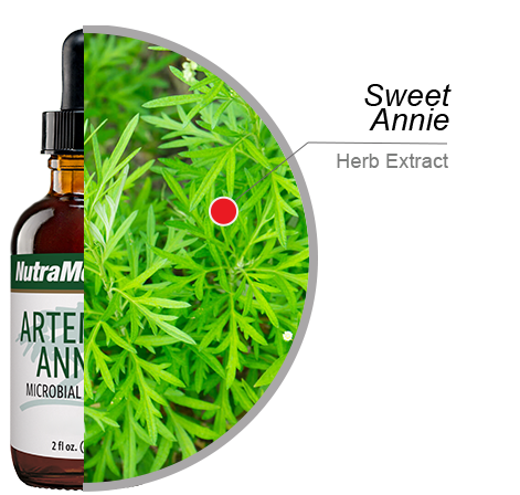 Artemisia Annua NutraMedix Tropfen 60 ml