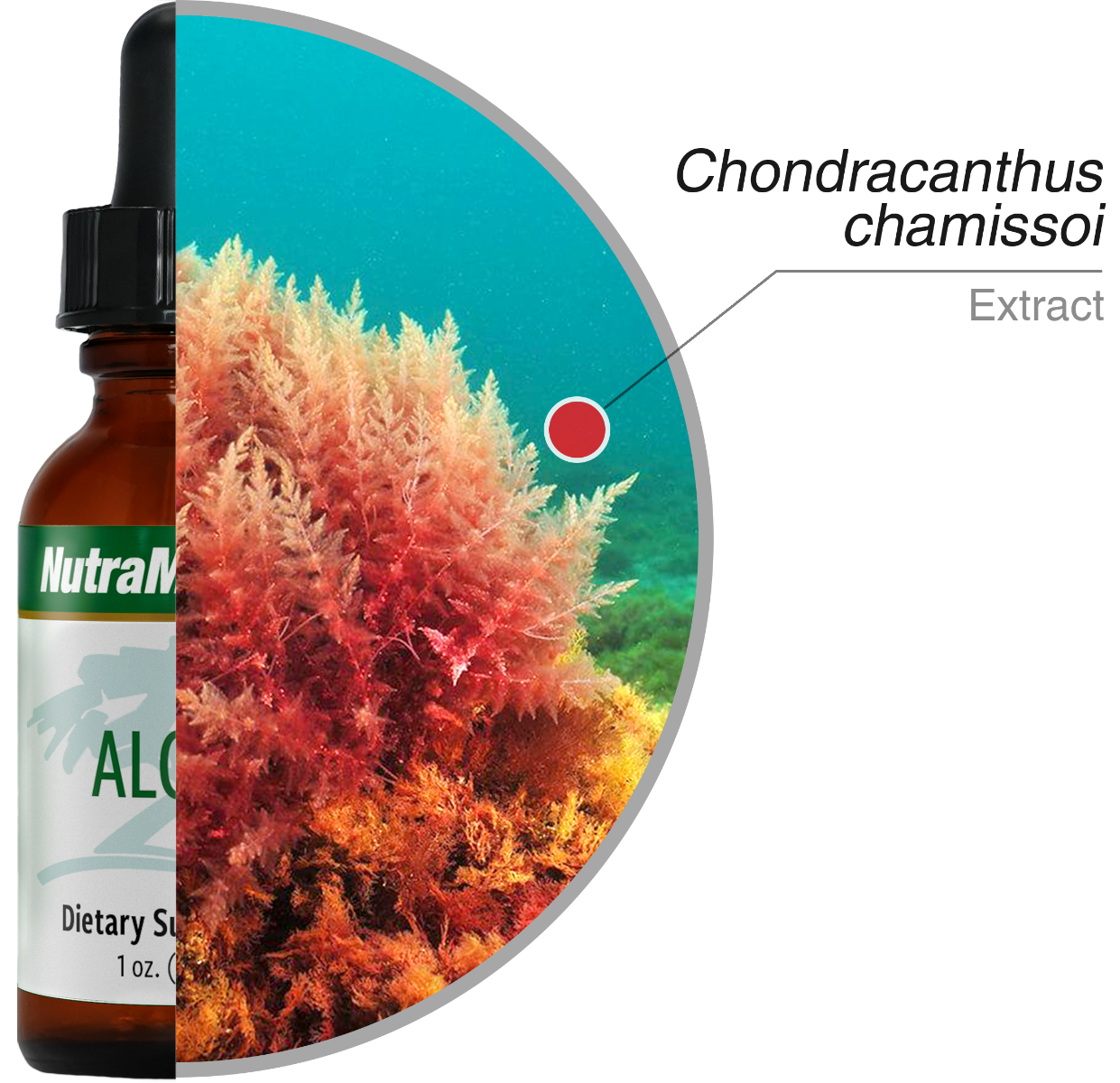 Algas Nutramedix drops 30 ml