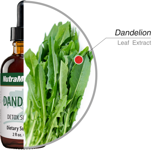 Dandelion Nutramedix drops 60 ml
