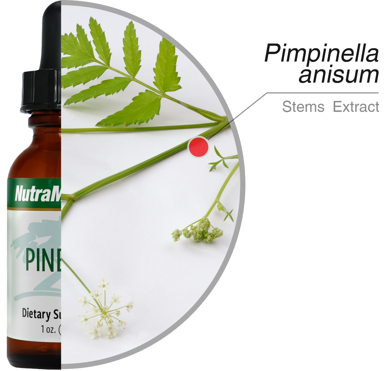Pinella Nutramedix drops 30 ml